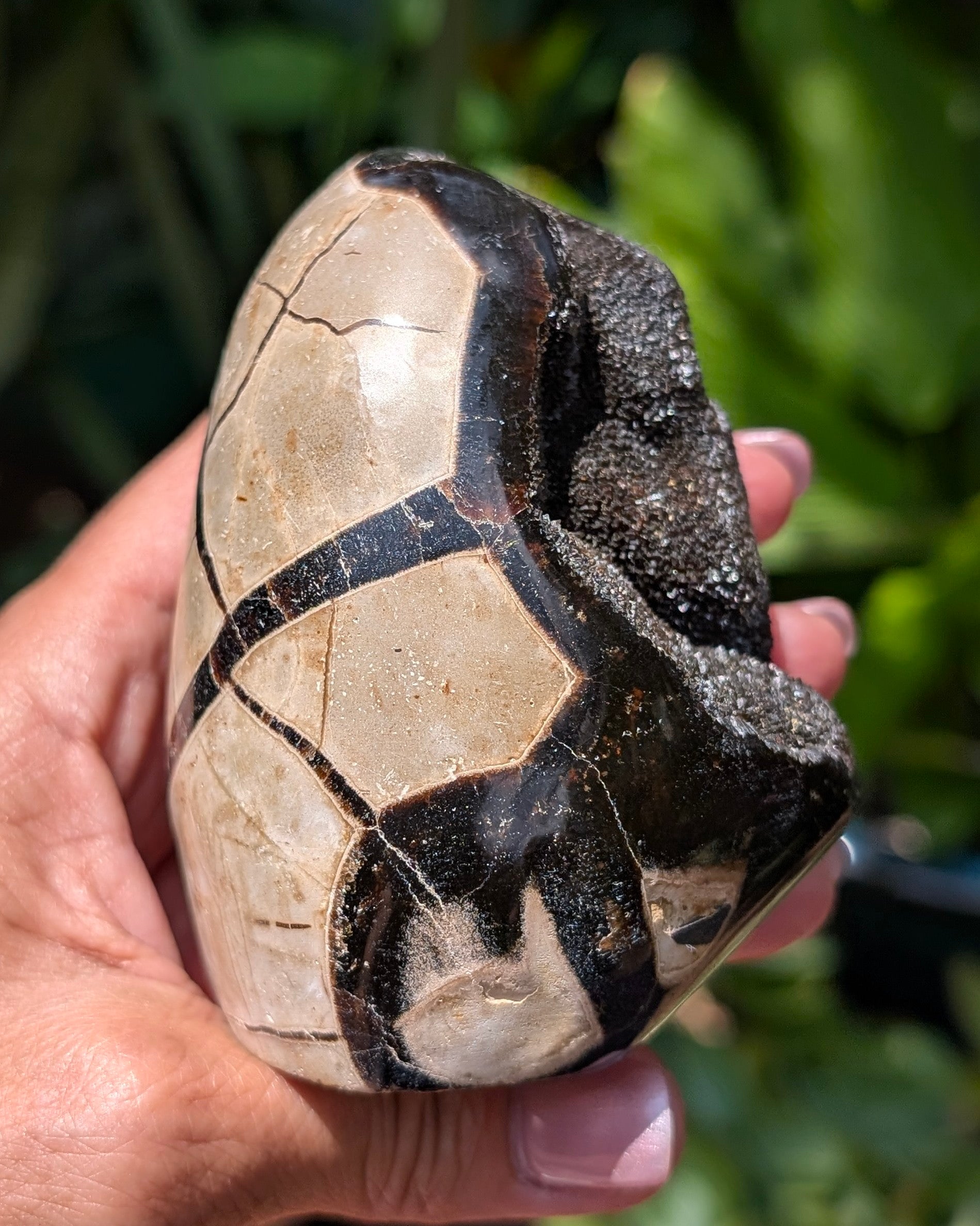 Septarian Dragon Egg D