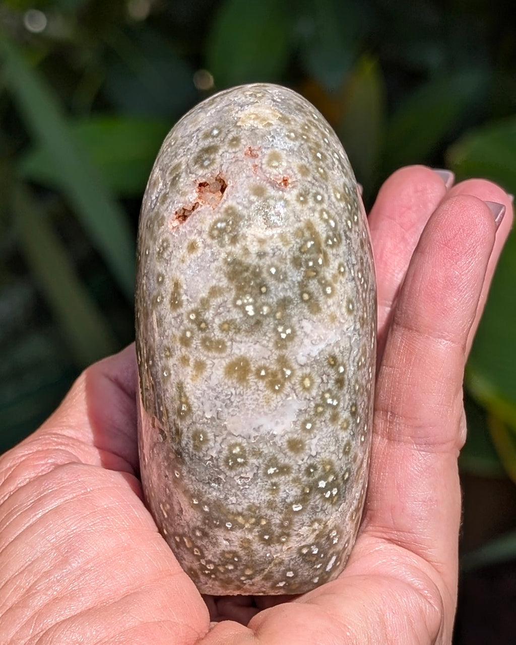 Ocean Jasper C