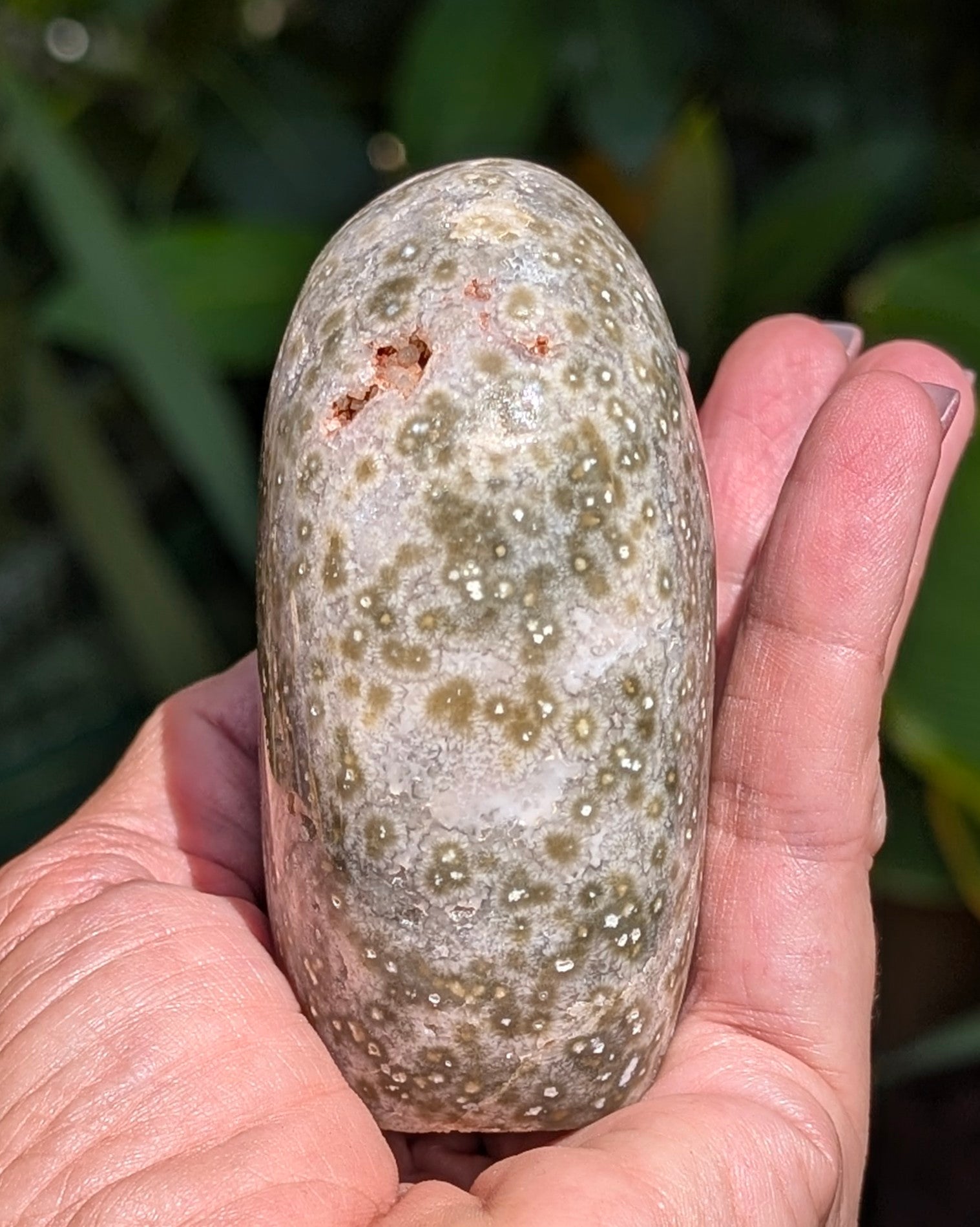 Ocean Jasper C