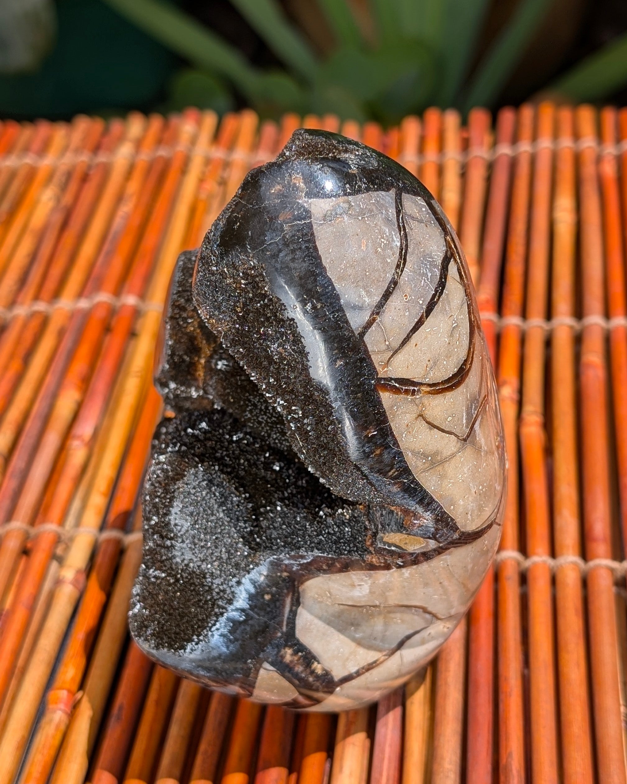 Septarian Dragon Egg C