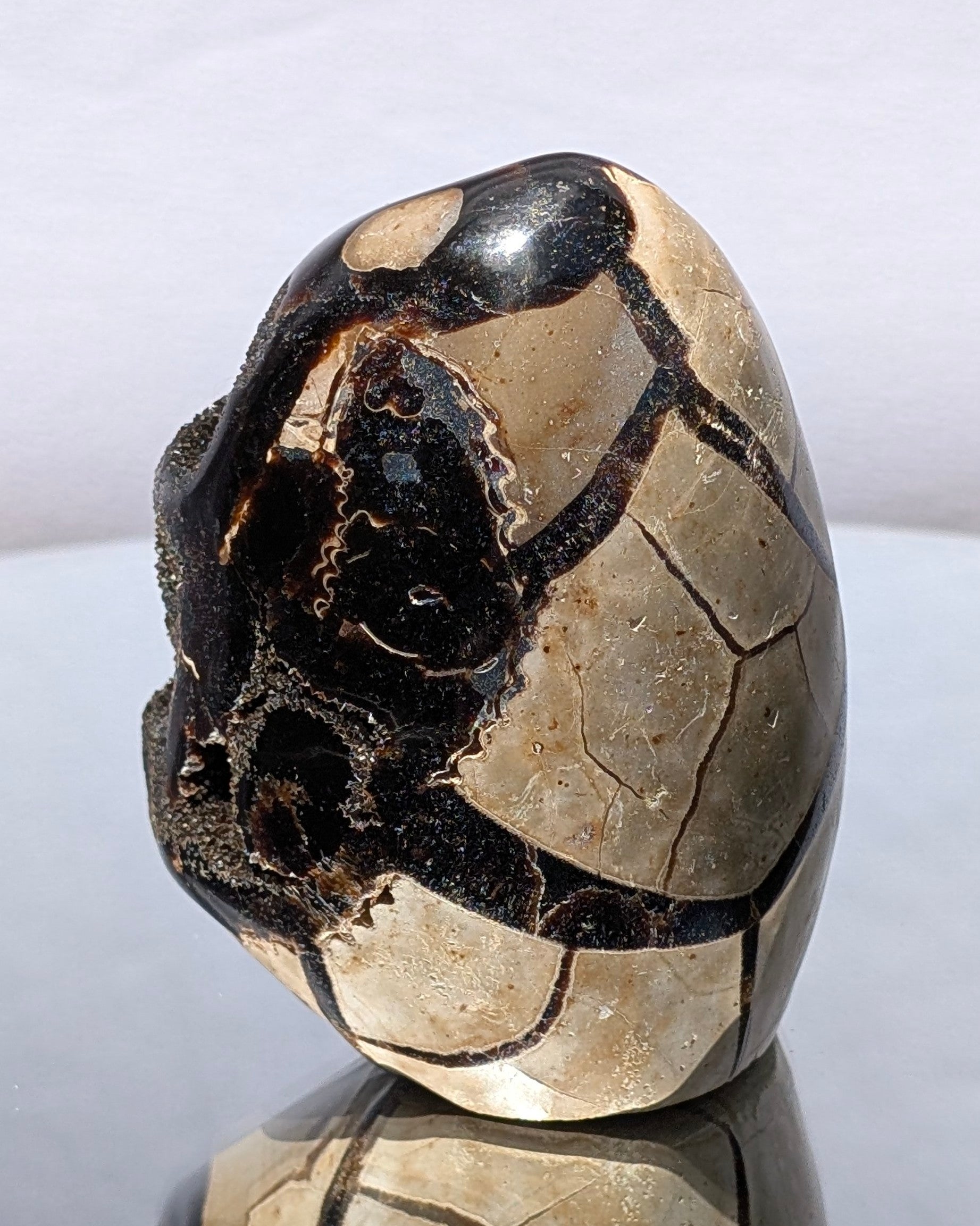 Septarian Dragon Egg D
