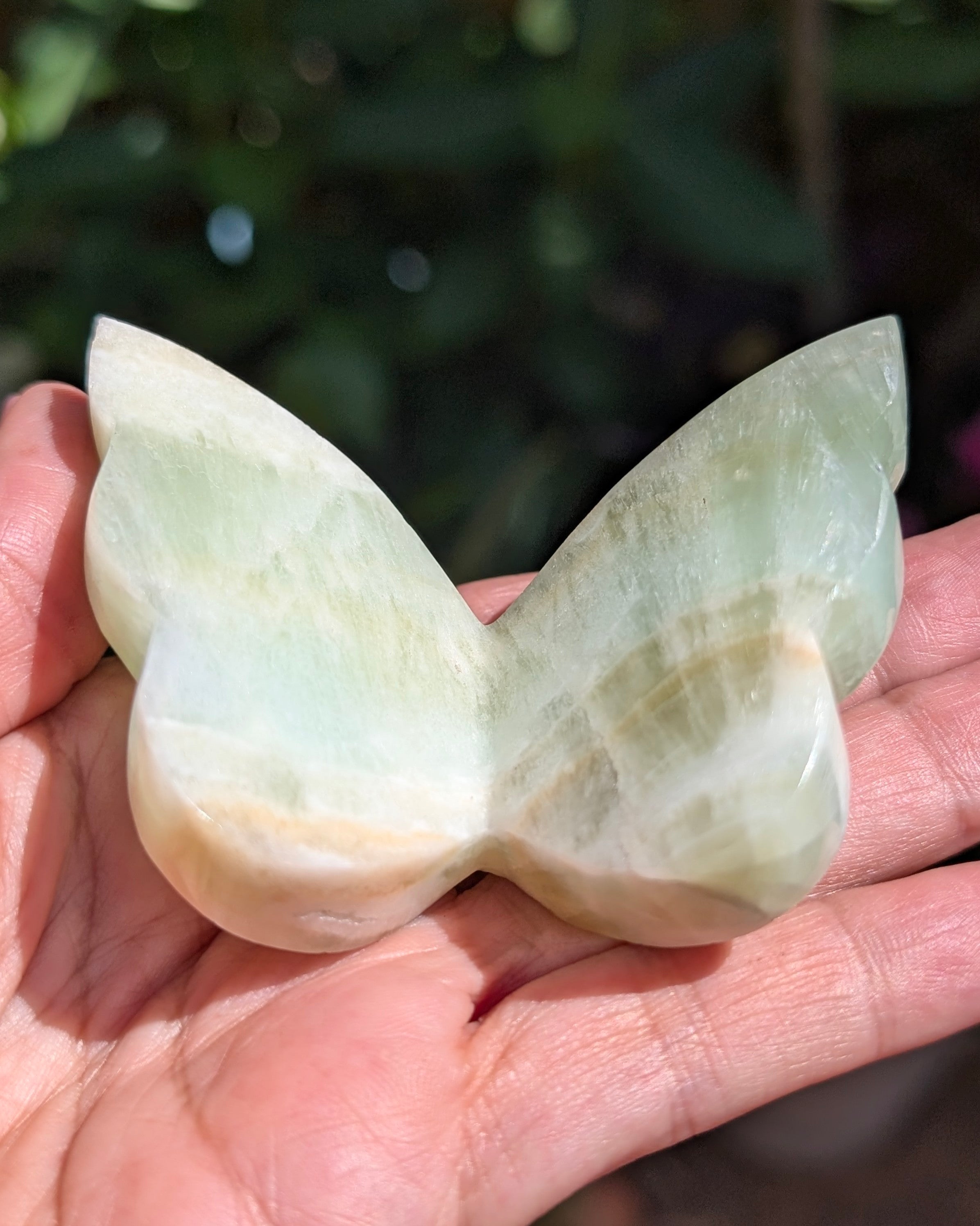 Caribbean Calcite Butterfly V