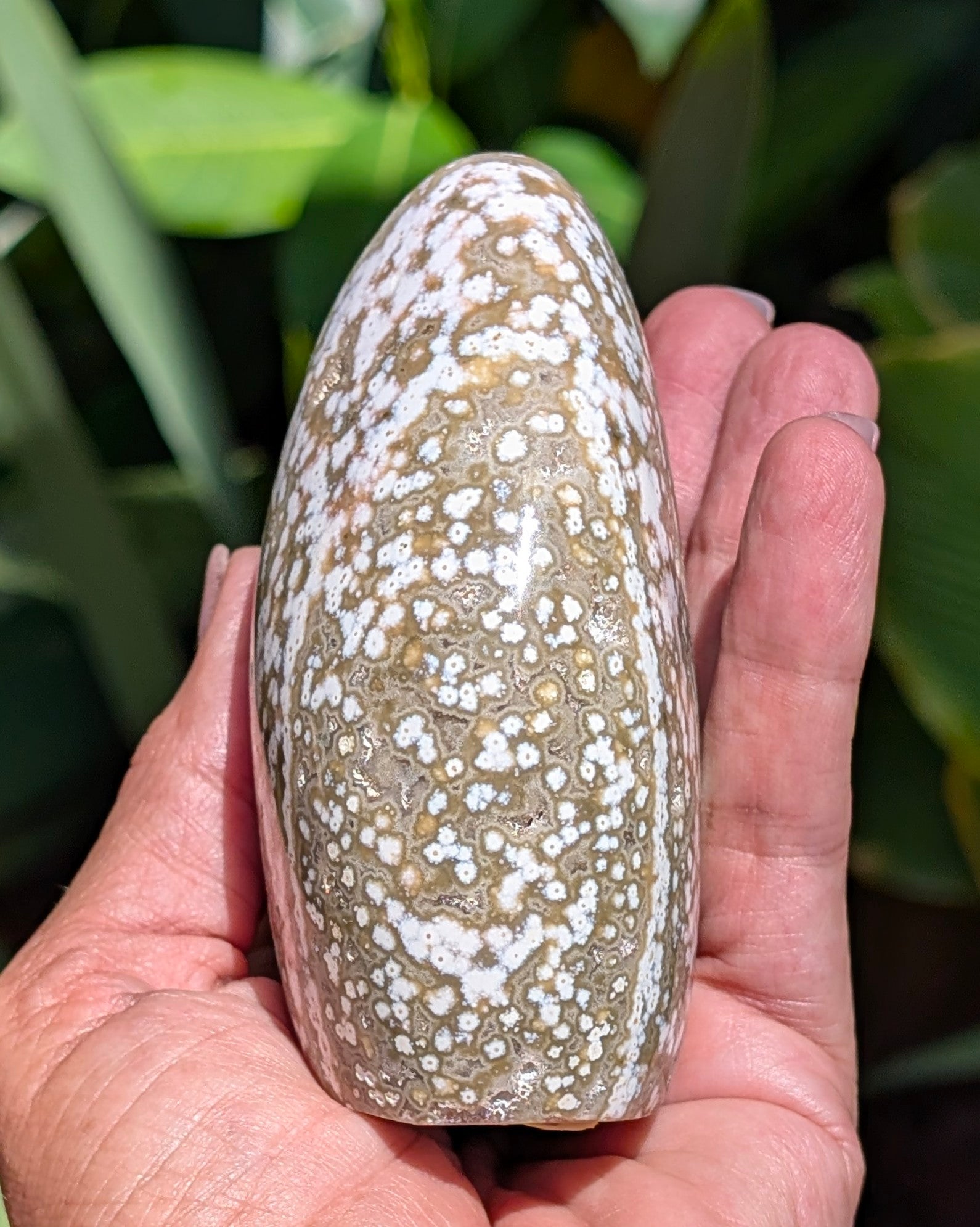 Ocean Jasper B