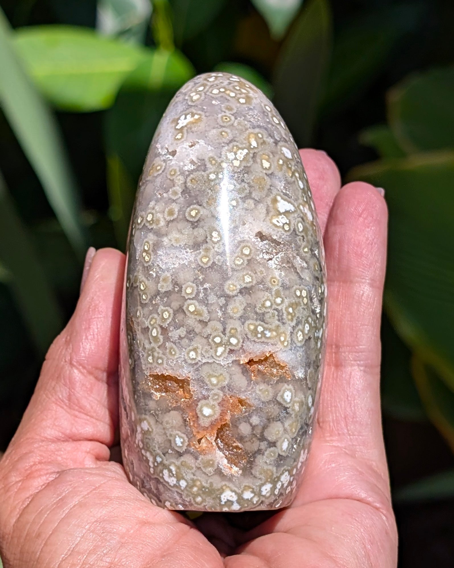 Ocean Jasper B