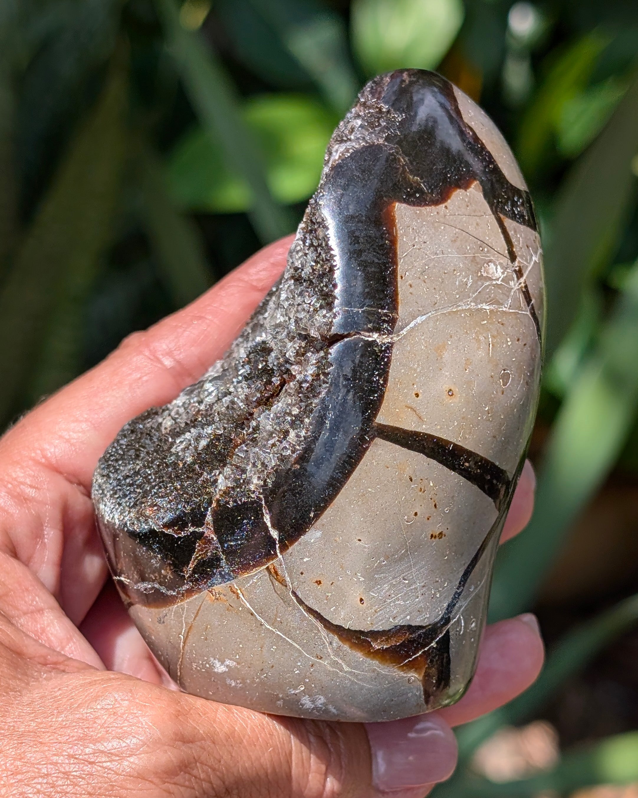 Septarian Dragon Egg E