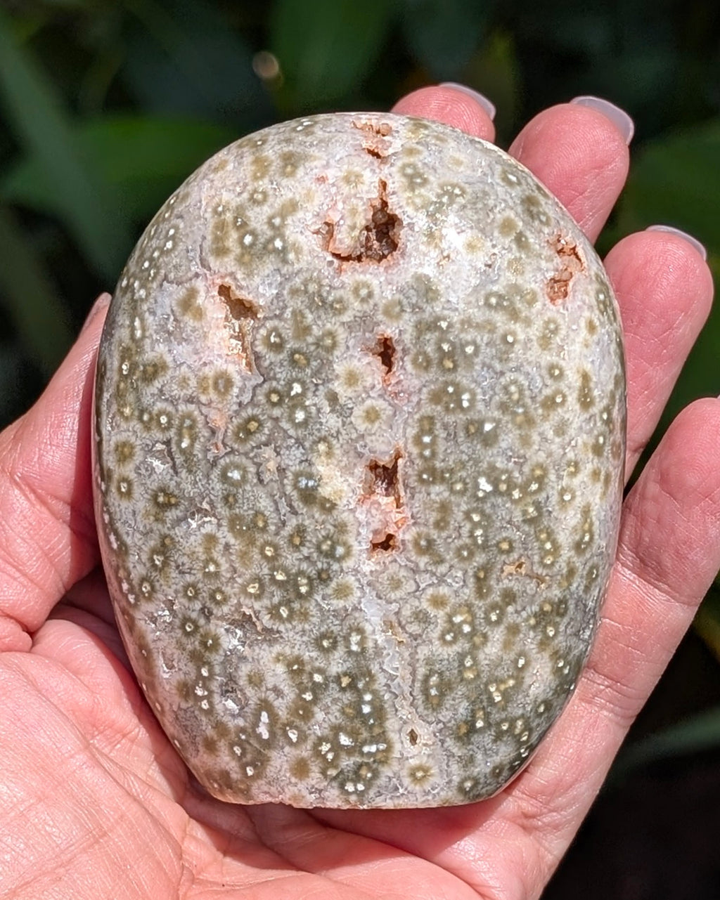 Ocean Jasper C