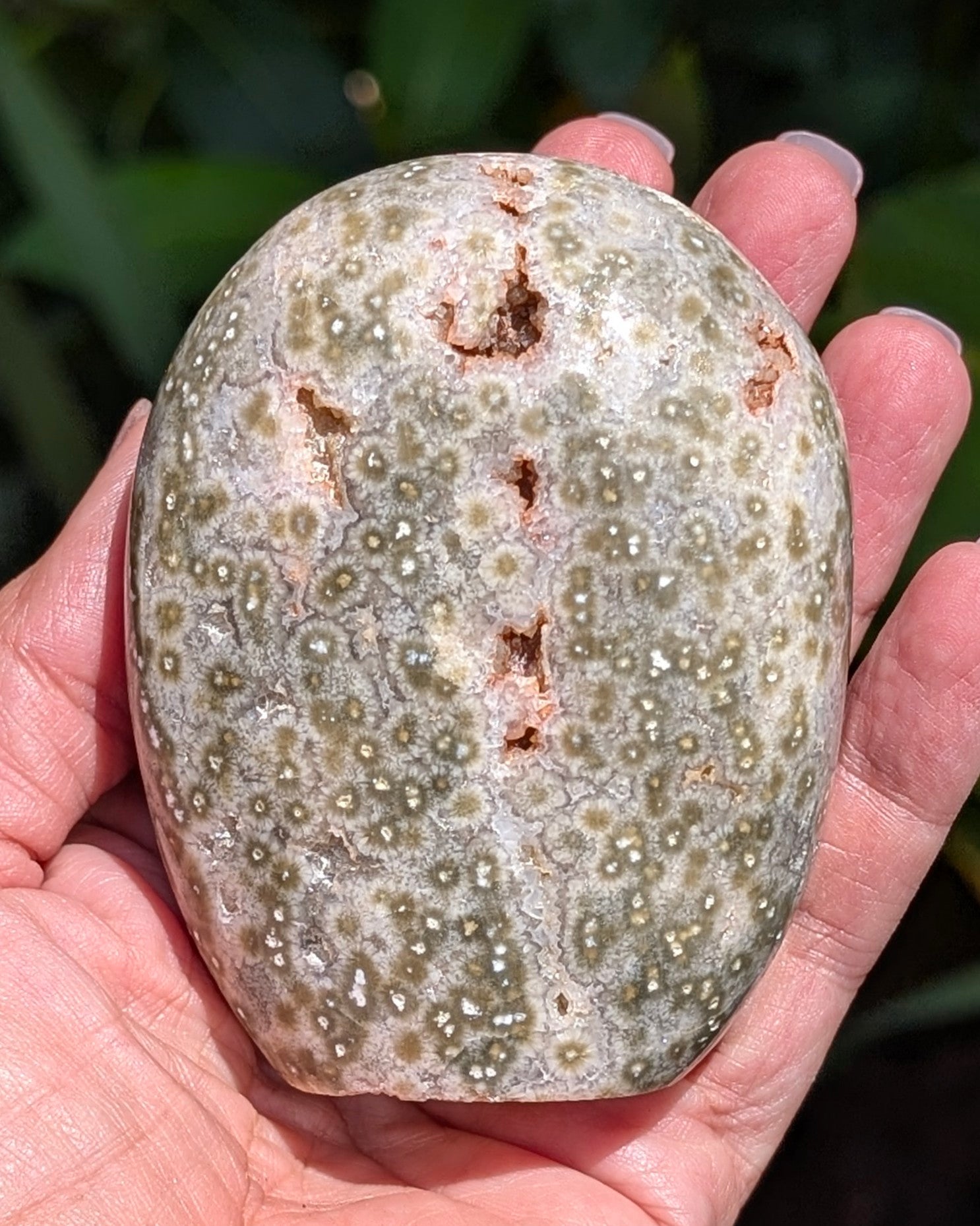 Ocean Jasper C