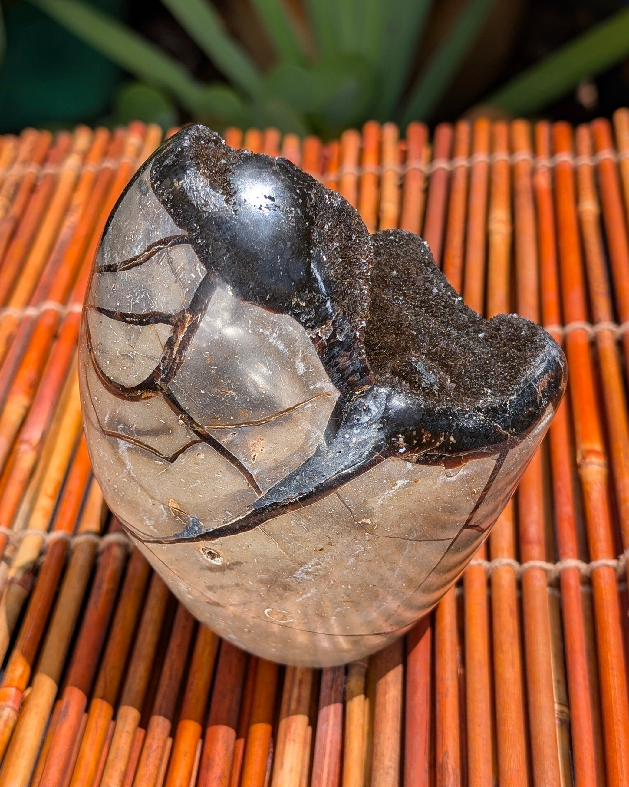 Septarian Dragon Egg C