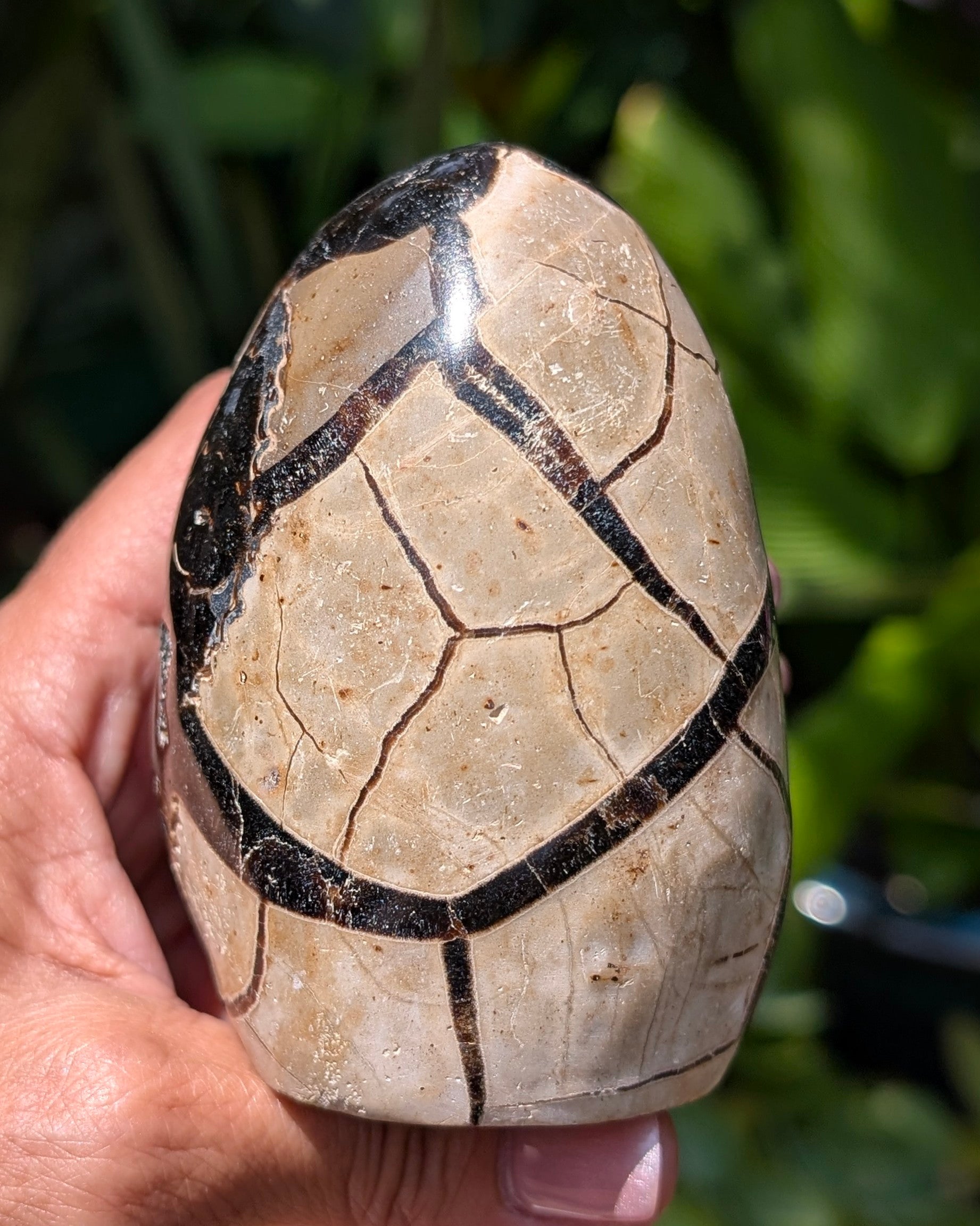 Septarian Dragon Egg D
