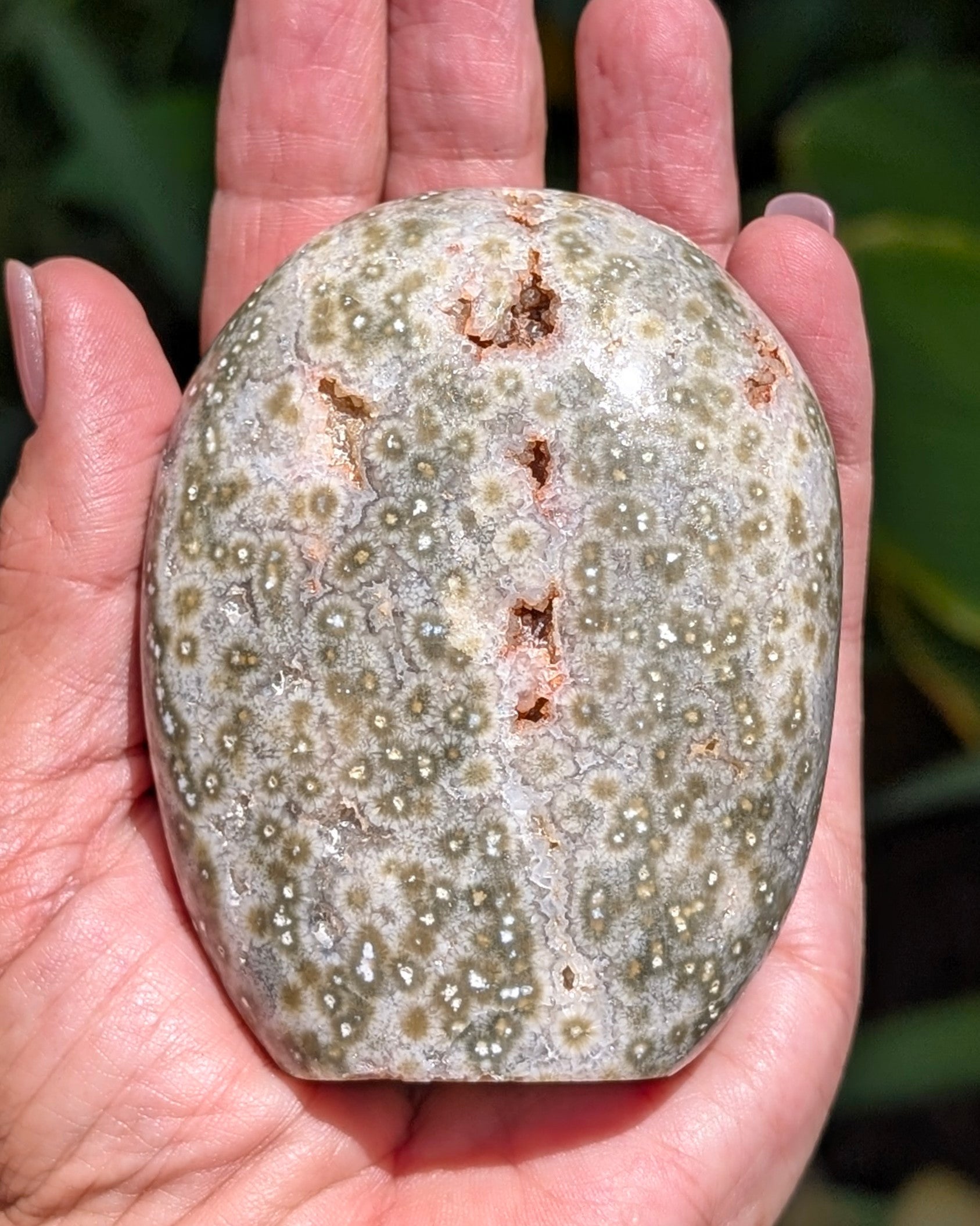Ocean Jasper C