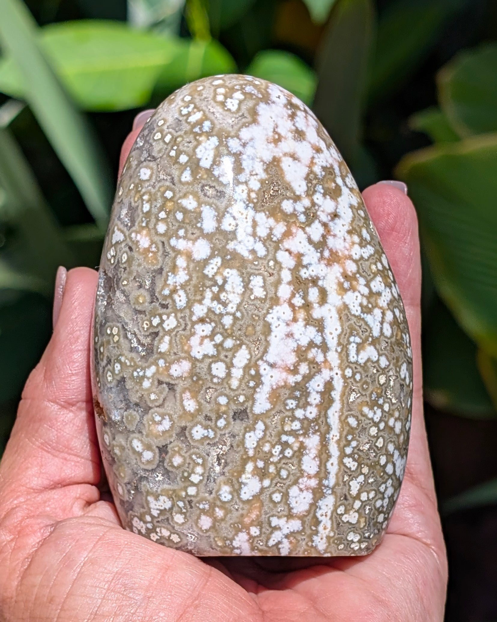 Ocean Jasper B