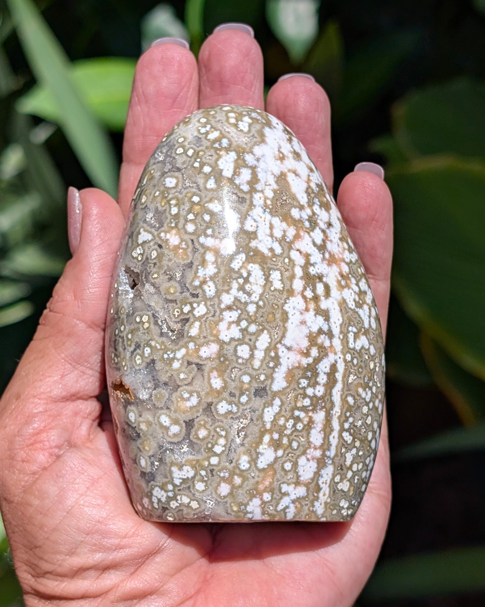 Ocean Jasper B
