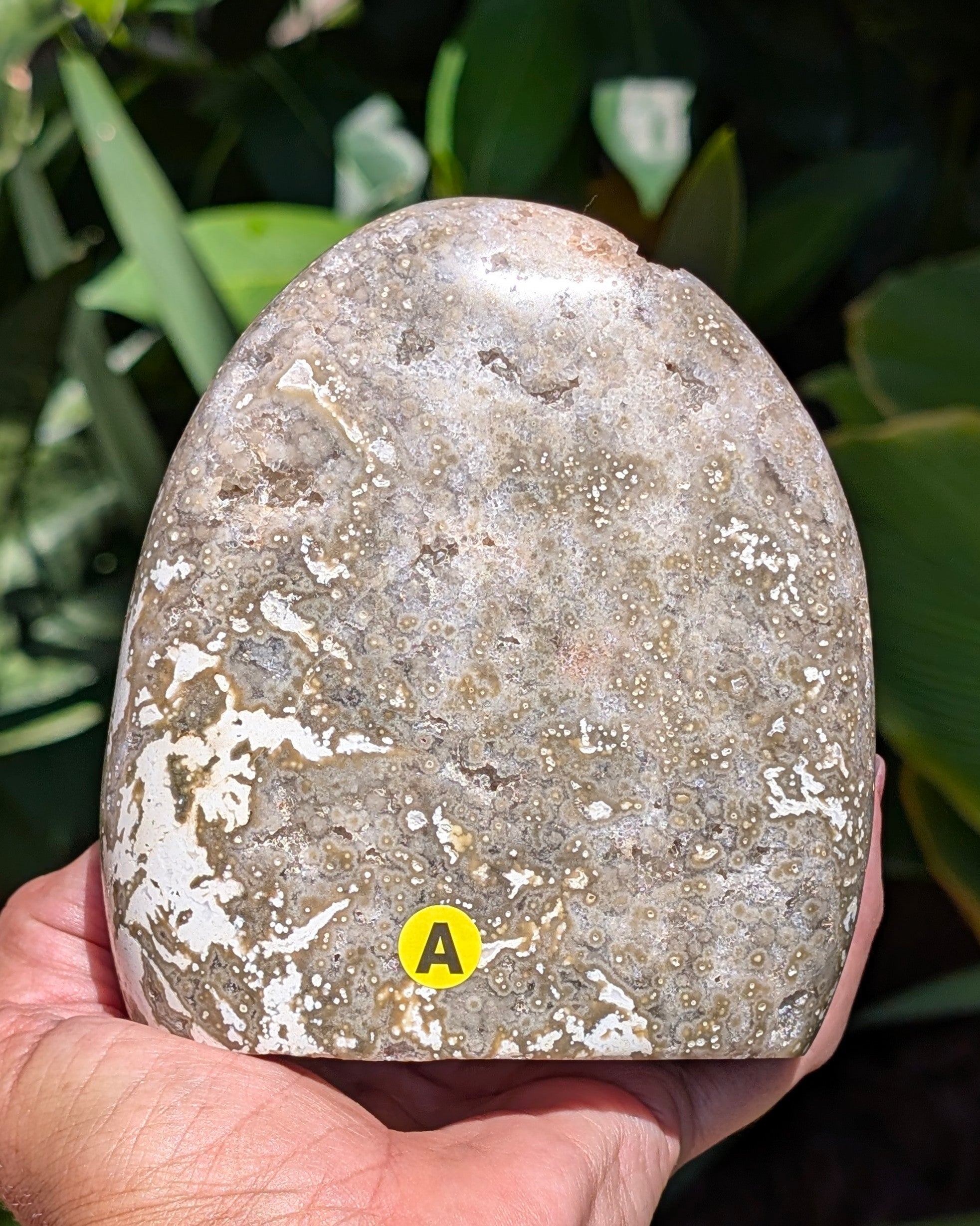 Ocean Jasper A