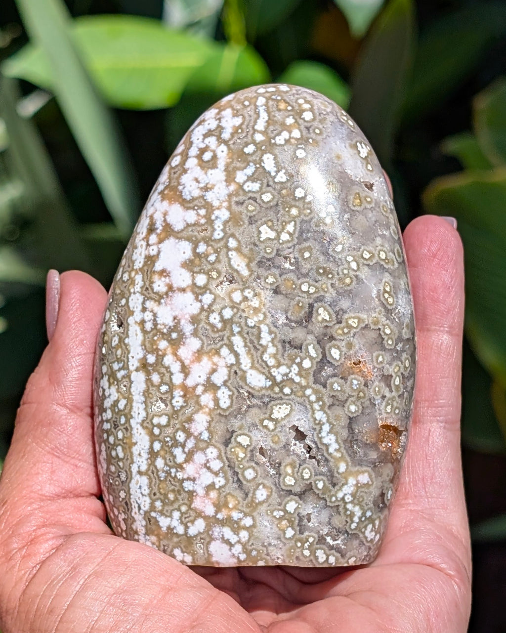 Ocean Jasper B