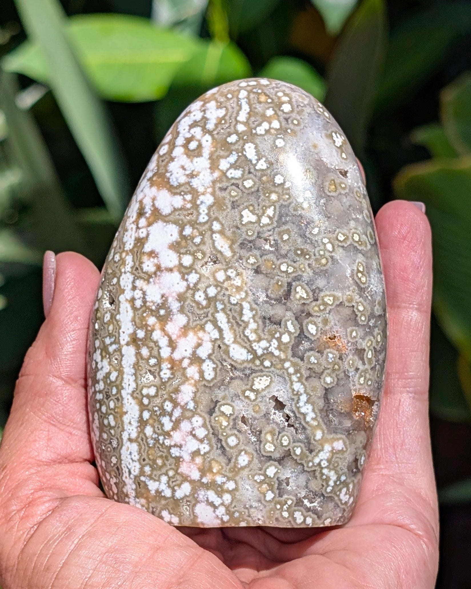 Ocean Jasper B